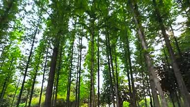 4K航拍森林风景树木树林风景自然风光视频的预览图